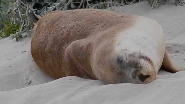 Een zeehond die op zand slaapt — Stockvideo