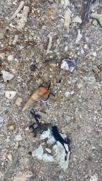 Skorupa ryba czołgająca się w on piasek pod wodą — Wideo stockowe