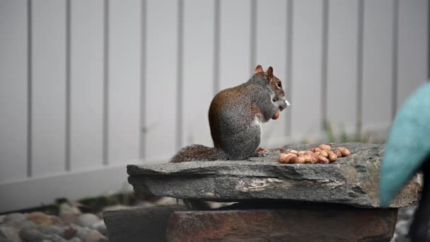 Um esquilo comendo nozes — Vídeo de Stock