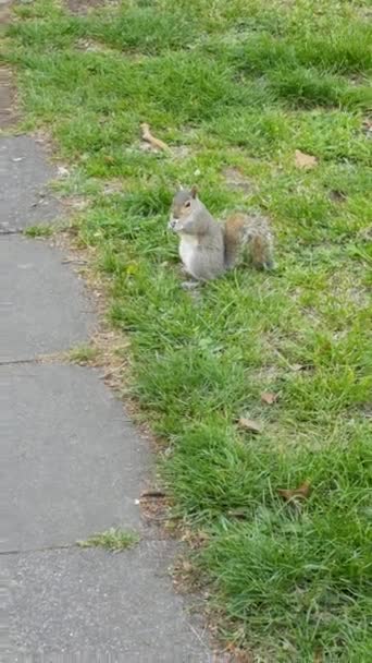 Um esquilo à procura de comida no chão — Vídeo de Stock