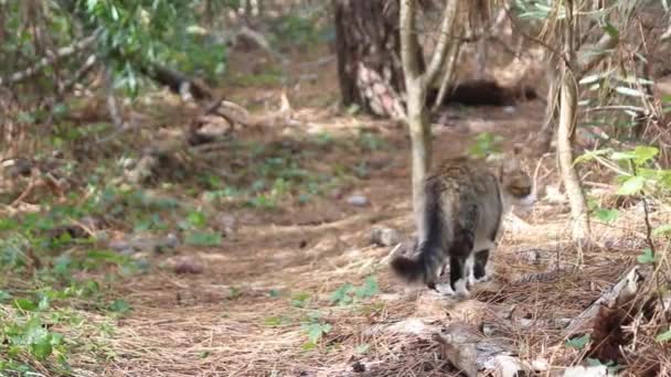 En herrelös katt strövar omkring i skogen — Stockvideo