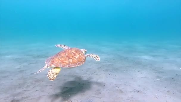 Żółw pływający pod morzem — Wideo stockowe