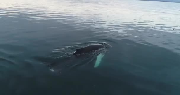 Wieloryb pływający w oceanie — Wideo stockowe