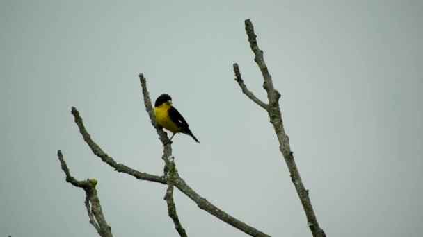 Un uccello dalla pancia gialla appollaiato su uno stelo senza foglie — Video Stock