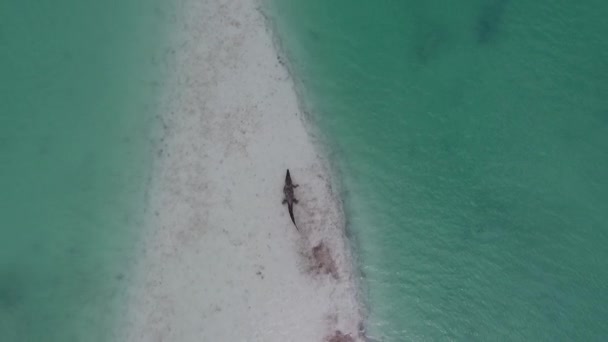 letecký záběr aligátora