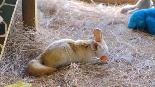 Een jonge welp vos eten in een bed van hooi — Stockvideo