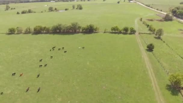 Aerial view of animals running in the field — Stock Video