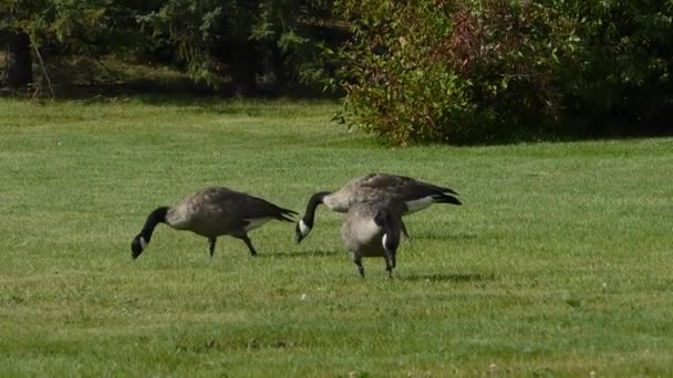 Patos negros americanos em um campo de grama — Vídeo de Stock