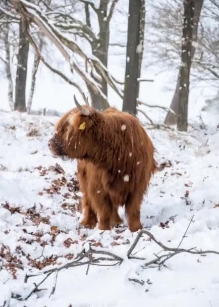 Zwierzę na zimowym krajobrazie — Wideo stockowe