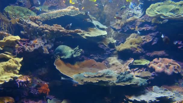 Kehidupan laut bawah laut yang menakjubkan — Stok Video