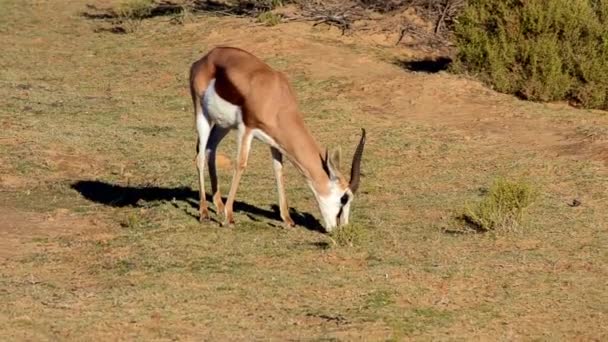 An antelope feeding on grass — Stock Video