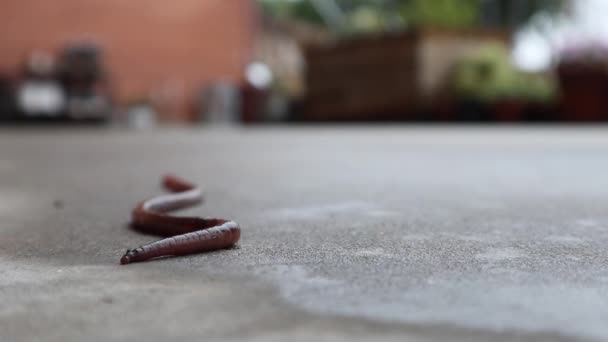 Un lombrico che striscia su un pavimento di cemento — Video Stock