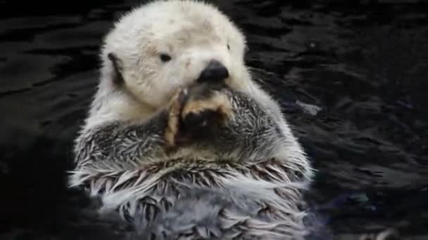 Een otter die zwemt — Stockvideo