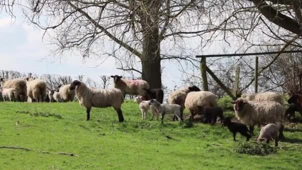 Animales en una granja — Vídeo de stock