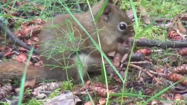 Esquilo bebé — Vídeo de Stock