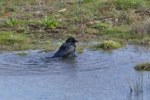 黒鳥を浴びて — ストック動画