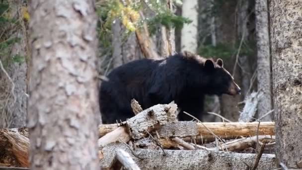 Bear in the woods — Stock Video