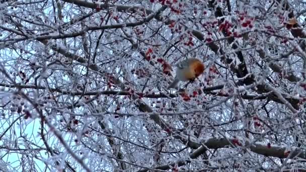 鸟栖息在树枝上 — 图库视频影像