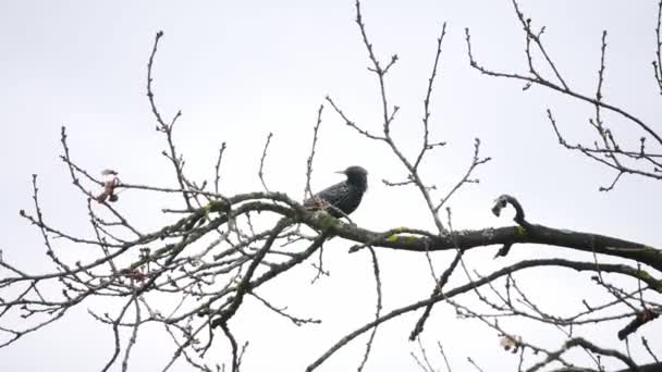 Uccello appollaiato su un ramo d'albero — Video Stock