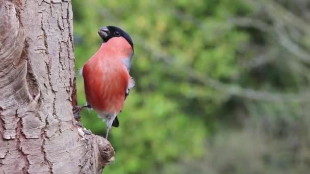 Pássaro empoleirado em uma árvore enquanto comia — Vídeo de Stock