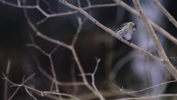 Vogel hockt auf Ast — Stockvideo