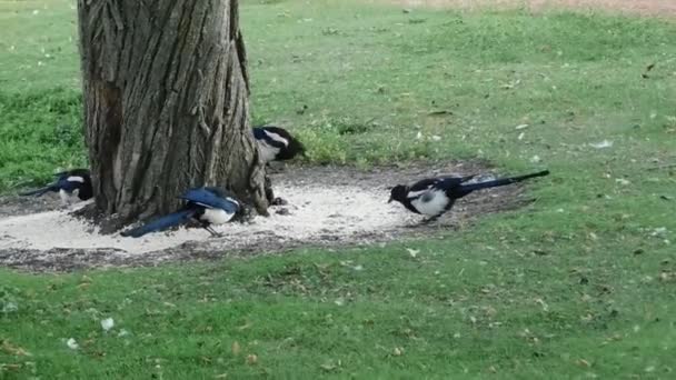 Birds on ground near tree — Stock Video