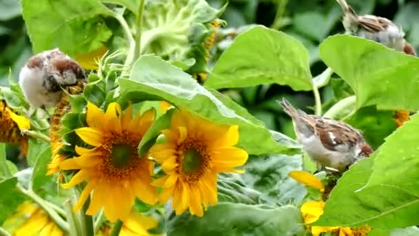 Aves empoleiradas em flores — Vídeo de Stock