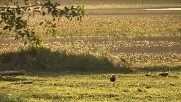 Vögel auf Nahrungssuche in einem Flusssumpf — Stockvideo