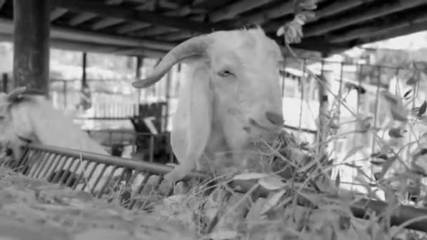 Noir et blanc vidéo de chèvres mangeant de l'herbe — Video