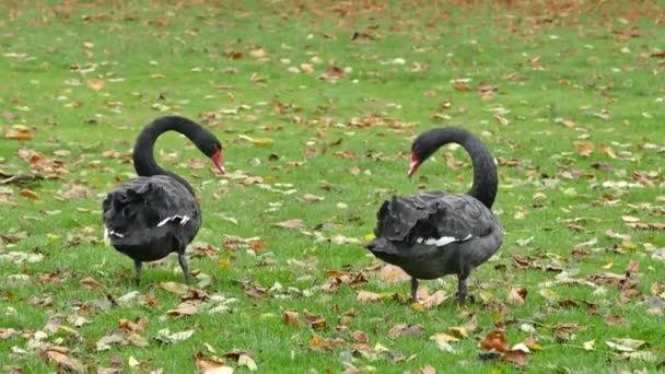 Black geese walking on grass — Stock Video