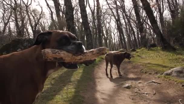 Bokszoló kutyák az erdőben. — Stock videók
