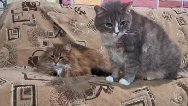 Коричневые и серые кошки на диване — стоковое видео