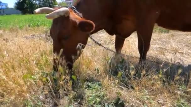 Kahverengi inek ot yiyor — Stok video