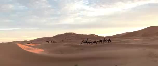 Camels traveling in the desert — Stock Video