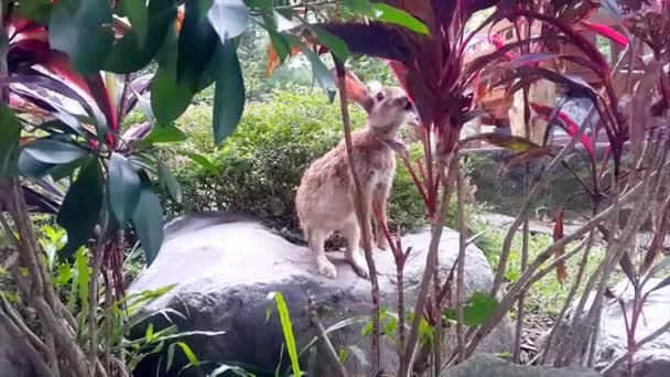 Brązowy królik jedzący liście — Wideo stockowe