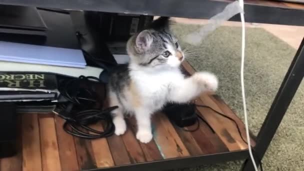 Cat playing with tape — Stock Video
