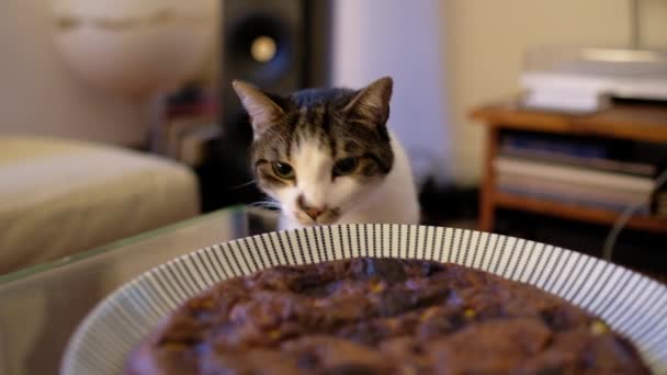 Кошка нюхает еду на столе — стоковое видео