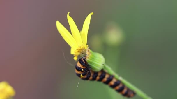 Caterpillar on a plant — Stock Video