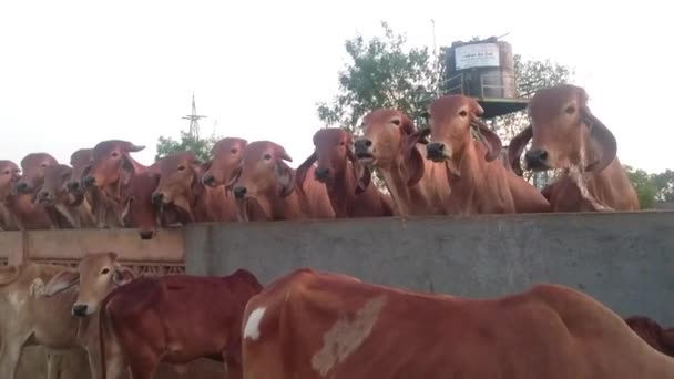 Gevochten op een boerderij — Stockvideo