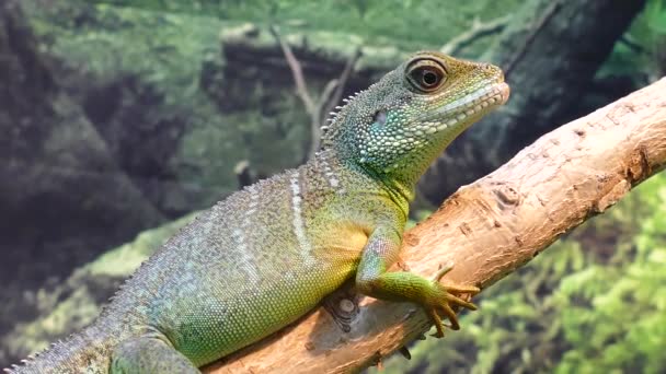 Chinese water dragon — Stock Video