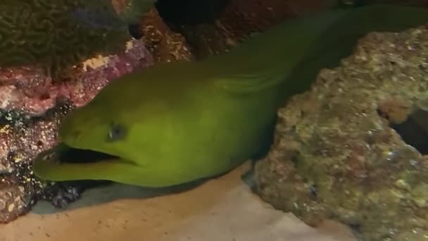 Κλείστε πλάνα από ένα πράσινο χέλι moray κάτω από το νερό — Αρχείο Βίντεο