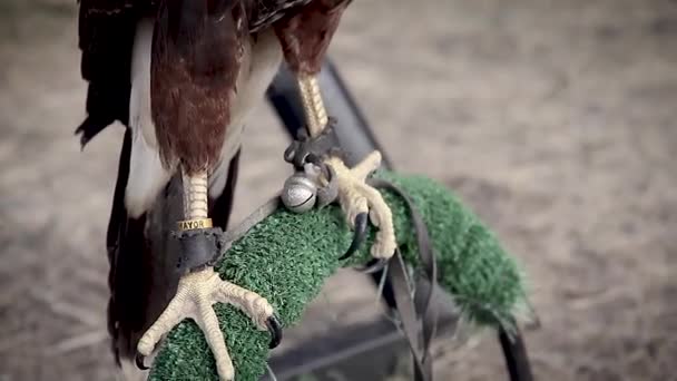 Close up footage of a hawk in captivity — Stock Video
