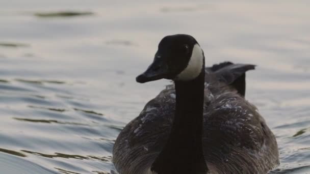 Zblízka záběry divoké kachní polstrování na jezeře — Stock video