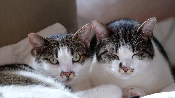 Cerca de material de archivo de gatos de compañía en reposo — Vídeos de Stock