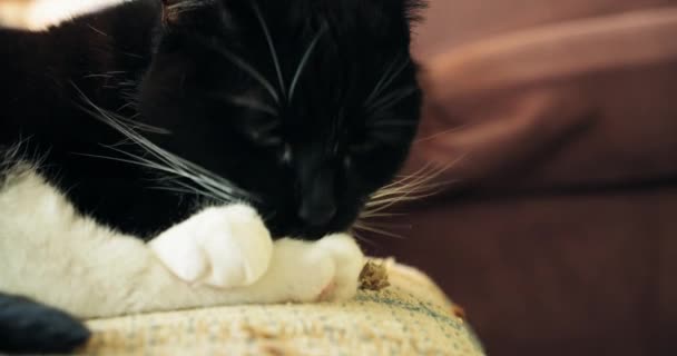 Zbliżenie czarny i biały kot siedzi na krześle Wideo Stockowe