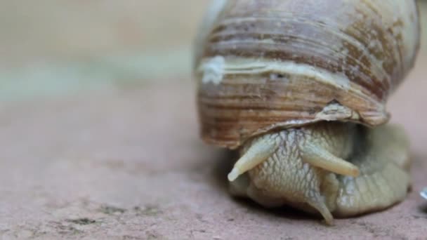 달팽이의 근접 사진 — 비디오