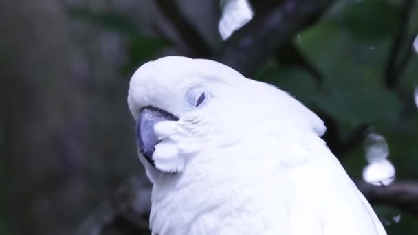 Close up video cockatoo — Stock video