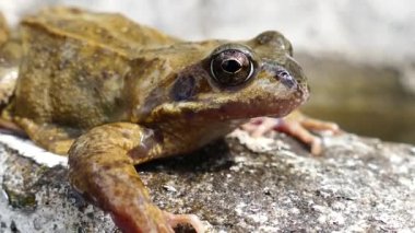 Kurbağa videosunu kapat