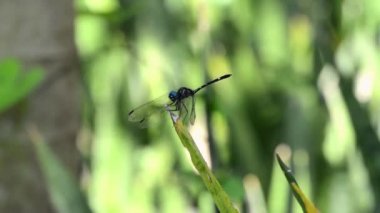 Yaprağın üzerindeki yusufçuk sineğinin yakın görüntüsü
