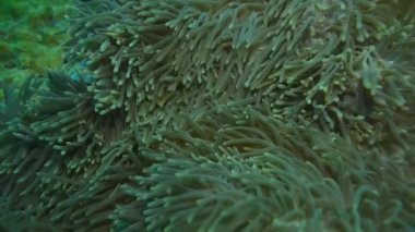 Deniz şakayığının dokunaçlarında saklanan palyaço balığı.